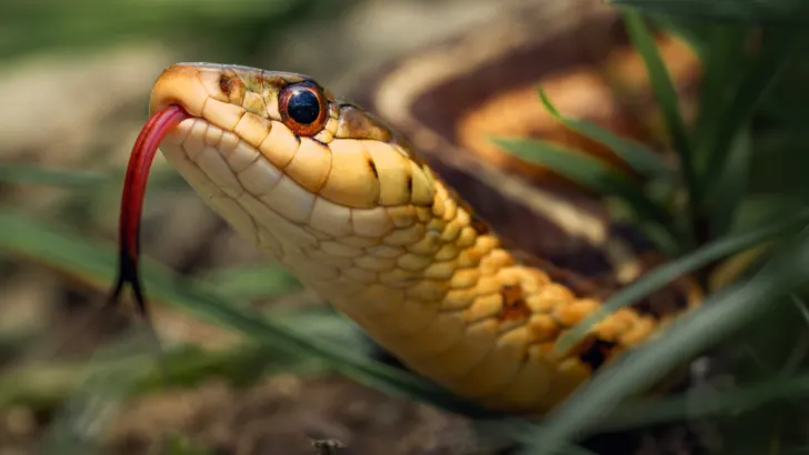 Hiking Safety Guide: Preventing Snake Encounters