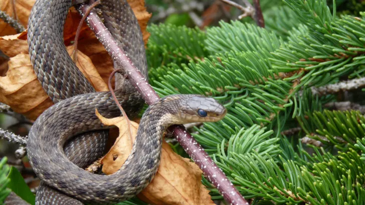 Navigating Hikes Safely: Snake Avoidance Techniques