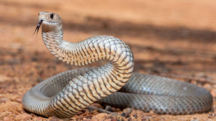 Trailwise Safety: Avoiding Snakes While Hiking